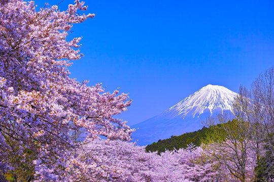 富士市　満開の桜咲く岩本山から見た富士山