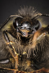 Focus Stacking - Bumblebee, Dumbledor, Dumbledore
