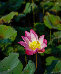 Obraz premium Lotus flower and plants
