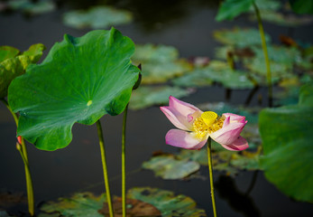 Lotus flower and plants