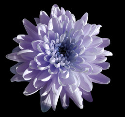 violet flower chrysanthemum, garden flower, black  isolated background with clipping path.  Closeup. no shadows. blue centre. Nature.