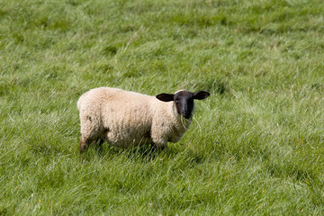 Sheep in a Field