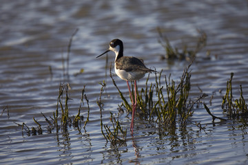 Black-necked stilt, seen in the wild in a North California marsh