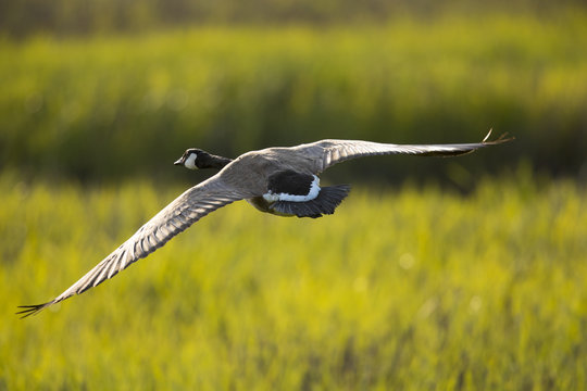 Canada goose, seen flying over a North California marsh