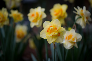 Obraz na płótnie Canvas Queensday Daffodil Blooming