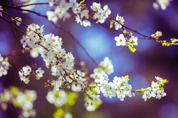 Blue purple vintage blossom cherry branch. Spring natural background