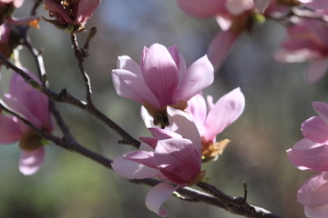 Pink Magnolia 