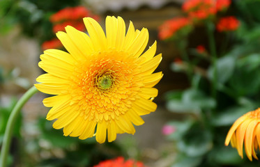 fresh yellow flower