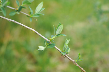 spring leaf on tree twig in spring