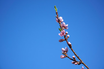blooming peach flower in spring under blue sky