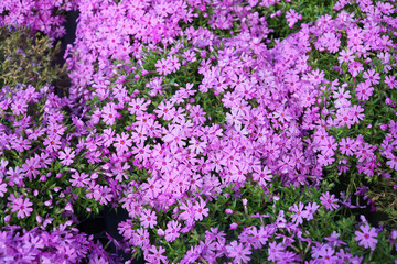 pink flower blooming in spring season
