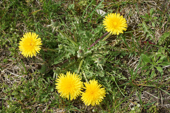 Fototapeta close up on dandelion growing in lawn