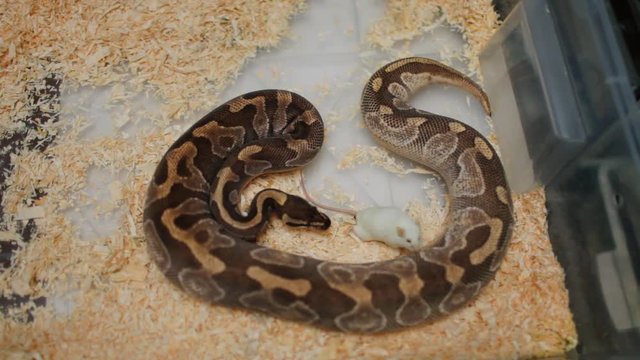 Brown Snake and mouse