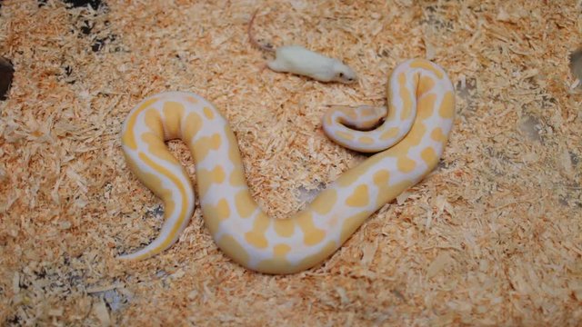 Albino snake scared by a mouse