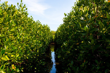 Mangrove forest