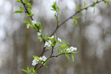 A branch of Plum tree