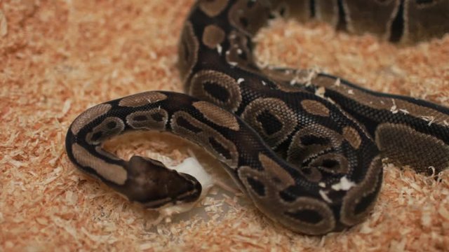 Big snake eats a mouse