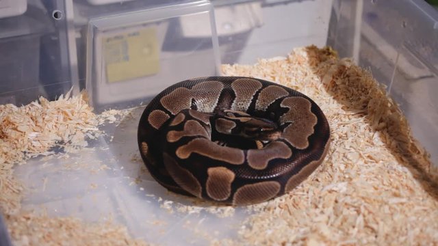 Dark snake in a box