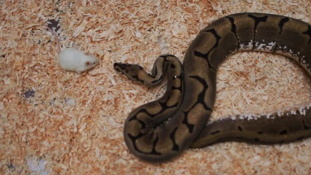 Brown snake watching a little mouse