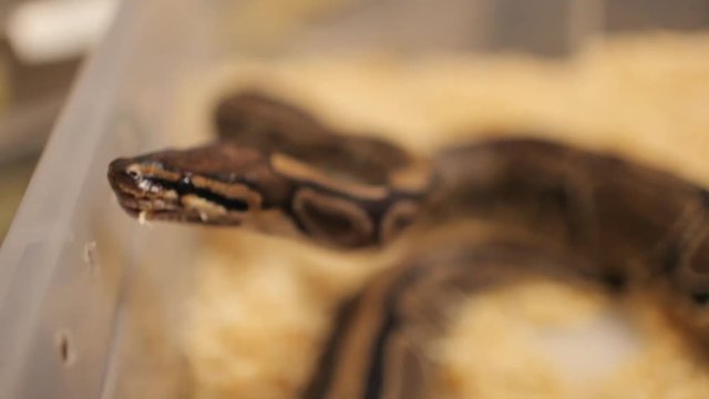 Close up of a snake