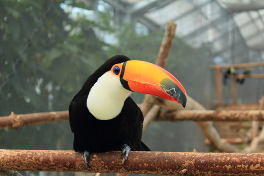 オニオオハシ Images Browse 240 Stock Photos Vectors And Video Adobe Stock