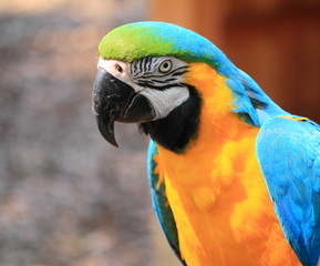 ルリコンゴウインコ