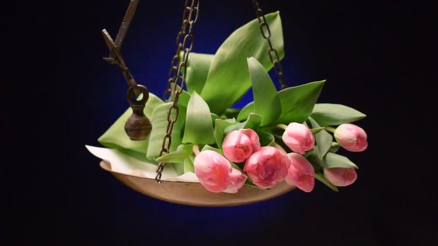 Tulipa Lale Tulip Tulipano Тюльпан チューリップ Tulipani 郁金香 Tulppaanit Tulipan Tulip&aacute;n Tulpansl&auml;ktet Lalea צבעוני Tulp توليب Tulpen ट्यूलिप 튤립 Վարդակակաչ Tulpes Лала