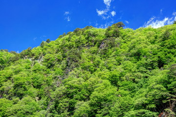 新緑に覆われる吾妻峡屏風岩