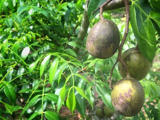 Olive tree in the  thai fruit garden background