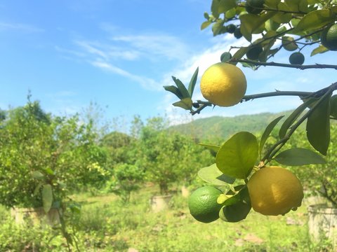 Lemom tree in the thai fruit garden background