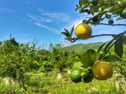 Lemom tree in the thai fruit garden background