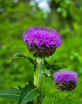 Levzeya saflorovidny or maral root (Rhaponticum carthamoides) wild flowers
