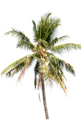 Naklejka na ściany i meble Coconut tree on white background