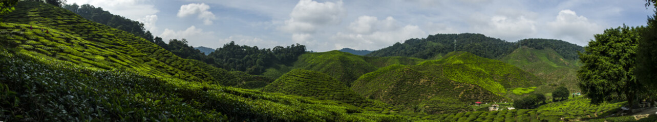 Fototapeta na wymiar Beautiful panorama view at Cameron Highlands, Malaysia with green nature tea plantation near the hill. Image contain grain, noise and soft focus due nature composition.