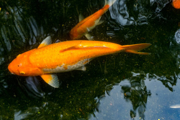 Beautiful and varieties of Koi fish in the pond