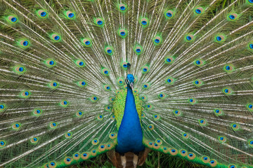 Beautiful peacock showing it feather