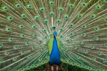 Crédence de cuisine en verre imprimé Paon Beautiful peacock showing it feather