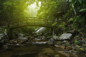 Beautiful scenery of green rain forest located in Malaysia