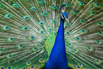 Fototapeta premium Beautiful peacock showing it feather