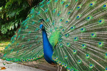 Obraz premium Portrait of beautiful peacock showing it feathers