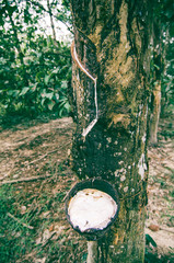 closeup image of latex from rubber tree