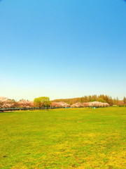 青空と草原と桜