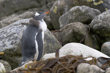 Shawled elegant penguin lady at Falkland Island.