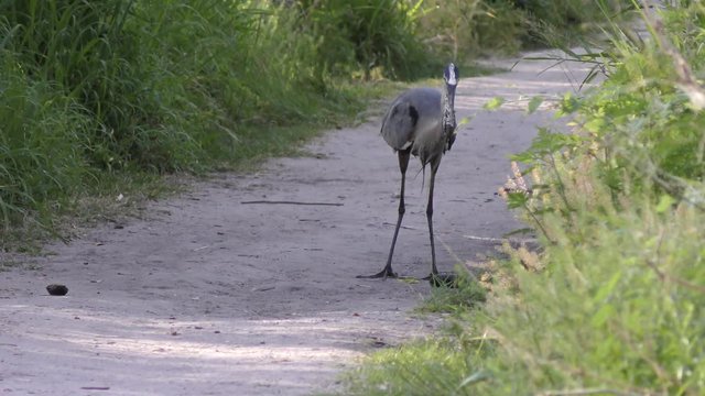 Great blue heron with a big fish