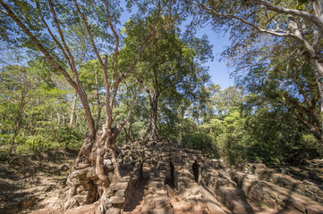 Fototapeta na wymiar Angkor Wat complex, Ancient Khmer architecture and Ta Prohm temple with giant banyan tree., Siem Reap, Cambodia travel destinations
