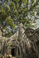 Angkor Wat complex, Ancient Khmer architecture and Ta Prohm temple with giant banyan tree., Siem Reap, Cambodia travel destinations