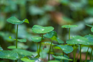 centella asiatica leaf