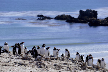 Gentoo penguin colony and ocean at Falkland Islands.