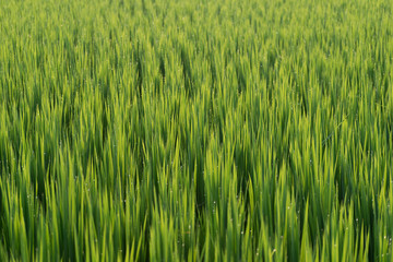 雨上がりの光る雫の稲