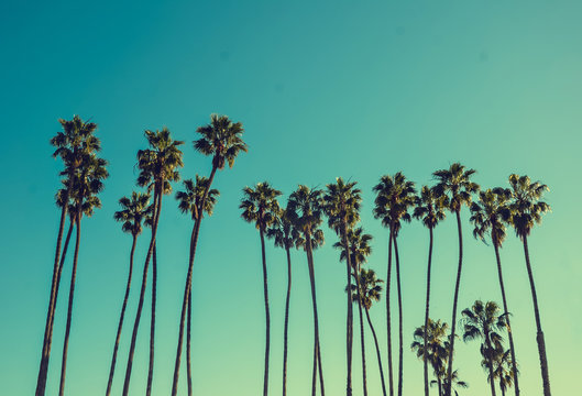 Fototapeta California high palms on the blue sky background